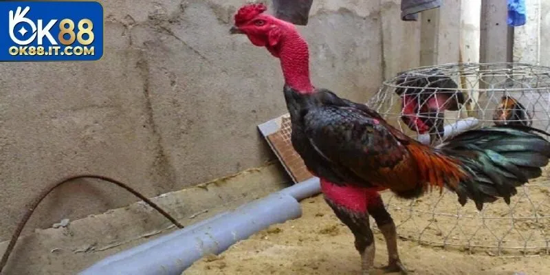 Đá Gà C1 Ok88 – Nơi Hội Tụ Những Chiến Kê Huyền Thoại 11 đá gà C1