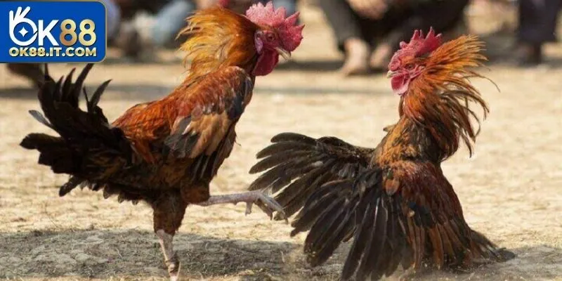 Đá Gà 88 – Đấu Trường Hồi Hộp, Gay Cấn Và Đầy Bất Ngờ 9 Đá gà 88