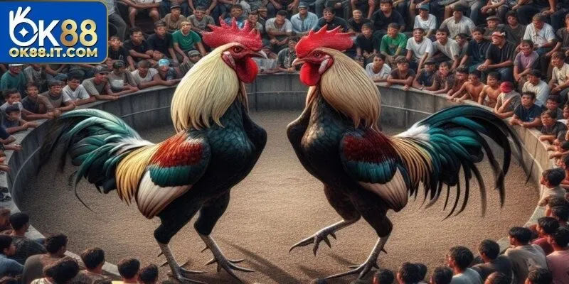 Đá Gà Campuchia Ok88 - Thiên Đường Giải Trí Số 1 Hiện Nay 6 đá gà Campuchia
