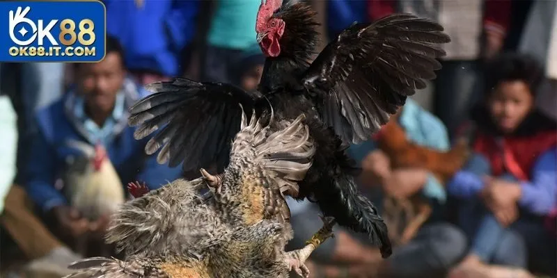 Đá Gà Mạng - Phát Sóng Trực Tiếp Những Màn Thi Đấu Đẳng Cấp 10 Đá gà mạng