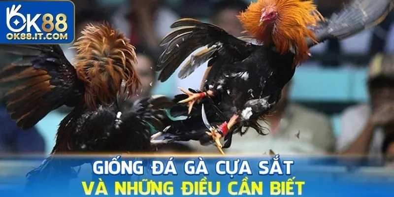 Đá Gà Cựa Sắt - Thông Tin Về Hình Thức Cá Cược Hấp Dẫn 12 Đá gà cựa sắt