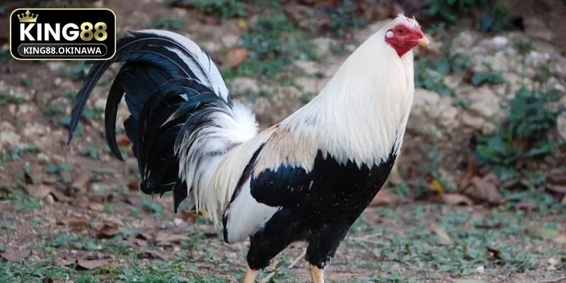 Gà Chọi Đẹp Nhất Thế Giới Khiến Sân Đấu Nổ Bừng Sức Mạnh