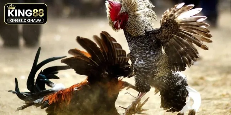 Màu Mạng Gà Đá Chuẩn Ngũ Hành Chiến Thắng Mọi Trận